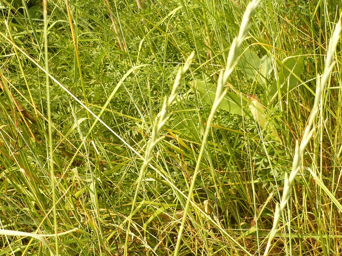 Elytrigia intermedia subsp. intermedia (Poaceae)